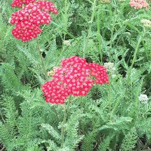 Meet your Posher, Iwona